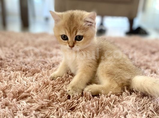 British Shorthair Safkan Dişi görsel