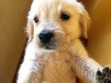 Golden Retriever Baby Face Yavrular