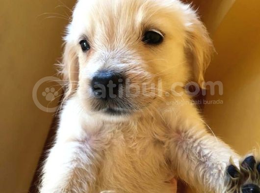 Golden Retriever Baby Face Yavrular görsel