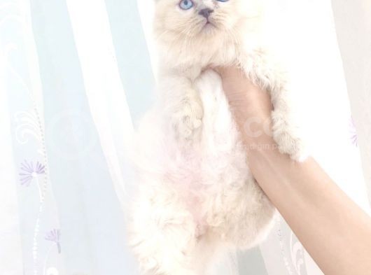 Blue Poınt Longhaır Dişi