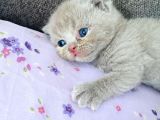 Özel Irk Lilac Rengi Aslan Pati