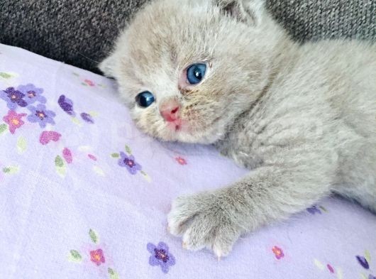Özel Irk Lilac Rengi Aslan Pati görsel
