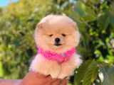 Pomeranian Boo Teddy Face Dişi Yavrumuz