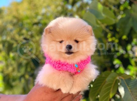 Pomeranian Boo Teddy Face Dişi Yavrumuz görsel