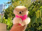 Pomeranian Boo Teddy Face Dişi Yavrumuz
