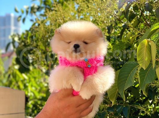 Pomeranian Boo Teddy Face Dişi Yavrumuz görsel
