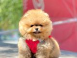 Safkan Teddy Face Pomeranian Yavruları