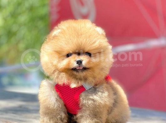 Safkan Teddy Face Pomeranian Yavruları görsel