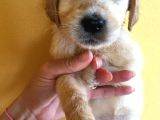 Golden Retriever Baby Face Yavrular