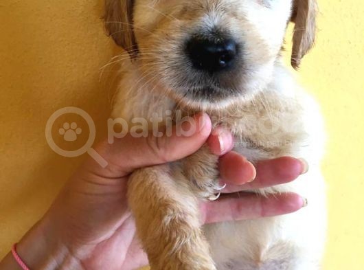 Golden Retriever Baby Face Yavrular