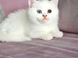 British Shorthair  Muhteşem Güzellikte Erkek Ve Dişi Yuvrular