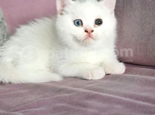 British Shorthair  Muhteşem Güzellikte Erkek Ve Dişi Yuvrular görsel