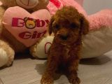 Toy Poodle Güzelleri̇