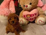 Toy Poodle Güzelleri̇