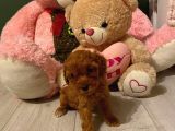 Toy Poodle Güzelleri̇