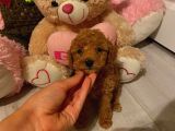 Toy Poodle Güzelleri̇