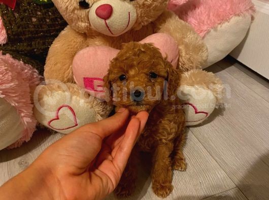 Toy Poodle Güzelleri̇ görsel