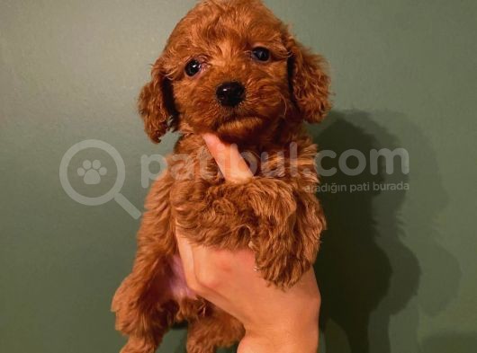 Toy Poodle Güzelleri̇ görsel