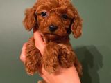 Toy Poodle Güzelleri̇