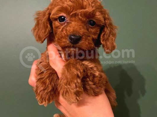 Toy Poodle Güzelleri̇ görsel