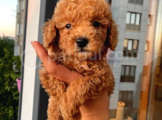 Toy Poodle Güzelleri̇ görsel