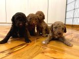 Anne Altından Poodle Yavrularimiz