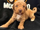 Anne Altından Poodle Yavrularimiz