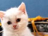 British Shorthair  Muhteşem Güzellikte Erkek Ve Dişi Yuvrular