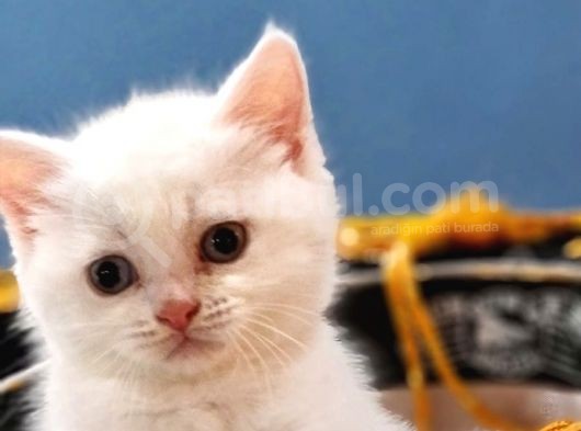 British Shorthair  Muhteşem Güzellikte Erkek Ve Dişi Yuvrular görsel