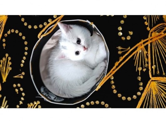 British Shorthair  Muhteşem Güzellikte Erkek Ve Dişi Yuvrular