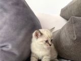 Ailem Olurmusunuz