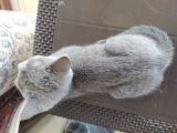 Diyarbakir British Shorthair 3,5 Aylik Dişi