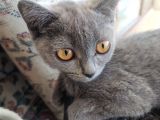 Diyarbakir British Shorthair 3,5 Aylik Dişi