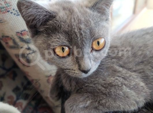 Diyarbakir British Shorthair 3,5 Aylik Dişi görsel