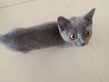 Diyarbakir British Shorthair 3,5 Aylik Dişi