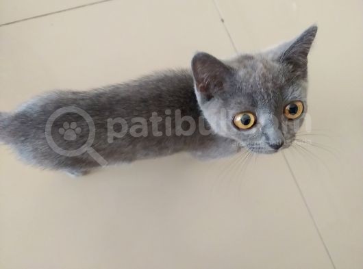 Diyarbakir British Shorthair 3,5 Aylik Dişi görsel