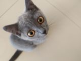 Diyarbakir British Shorthair 3,5 Aylik Dişi