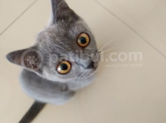 Diyarbakir British Shorthair 3,5 Aylik Dişi