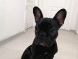 6 Aylık Erkek French Bulldog