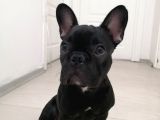 6 Aylık Erkek French Bulldog