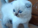 British Blue Point yavru kedi