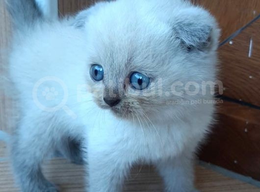 British Blue Point Yavru Kedi
