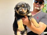 Erkek Dişi Secereli En İyisinden Daha İyi Rottweiler Yavruları
