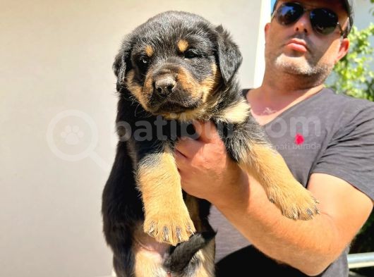 Erkek Dişi Secereli En İyisinden Daha İyi Rottweiler Yavruları
