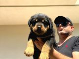 Erkek Dişi Secereli En İyisinden Daha İyi Rottweiler Yavruları