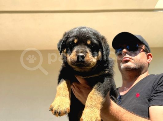Erkek Dişi Secereli En İyisinden Daha İyi Rottweiler Yavruları görsel