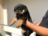 Erkek Dişi Secereli En İyisinden Daha İyi Rottweiler Yavruları