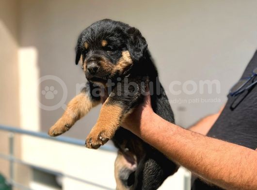 Erkek Dişi Secereli En İyisinden Daha İyi Rottweiler Yavruları görsel