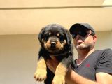 Erkek Dişi Secereli En İyisinden Daha İyi Rottweiler Yavruları