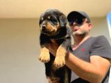 Erkek Dişi Secereli En İyisinden Daha İyi Rottweiler Yavruları